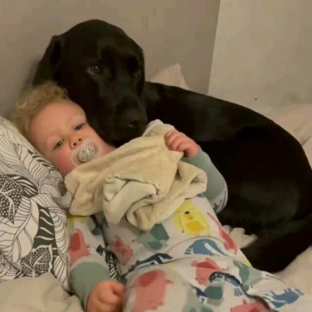 World of Labradors!のインスタグラム：「"The important goodnight hug every night." - @elvisbatzthelab」