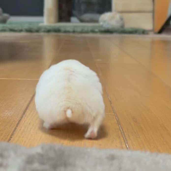 hamster_mocoのインスタグラム