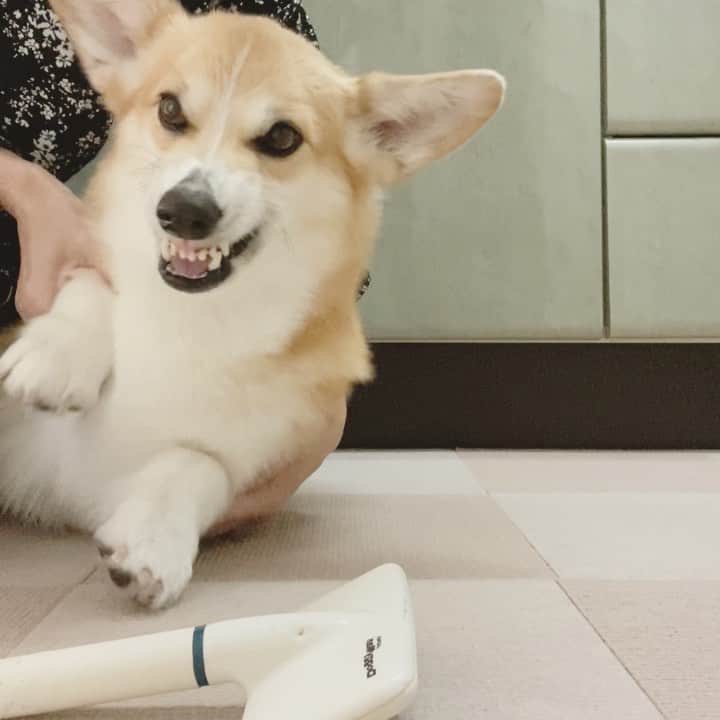 のインスタグラム：「◡̈⋆2020.1.6.Wed.◡̈⋆ Brushing made her coat fluffy.😂😂 * 今日もコテっ!!😅😂👌 * * * * * * *」