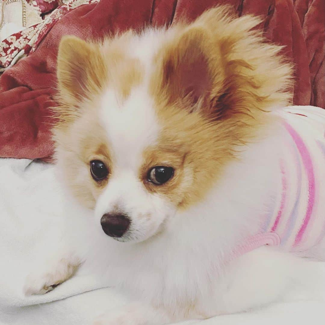 匠ひびきのインスタグラム：「お耳をひっかくので、病院へ。 すっごい人。いえ、すっごいワンコ🐶  一度家に帰って出直して、診てもらいました。  お耳掃除して頂き、そして、爪も伸びてたので、切ってもらいました。お耳にお薬を入れて帰って来ました。引っ掻き傷になってたみたいです。  朝、余りにもひどい寝癖に笑ってしまう。 小ライオン🦁もう直ぐのトリミングで体も短くして、顔周りも短くしようね。 小ライオン🦁は、9日で 7歳💕💕 🐶早い〜モモちゃんがシニア入り。 1分でも長く健康でいて欲しい。  モモちゃん、ワンコケーキ🧁食べるとお腹をくだすか、吐いちゃうので、 手作りお芋ちゃんごはんにしようかな？ 考え中です💕💕 明日は☃️☃️☃️風邪も強そうですね。  今日のうちに、皆様、危なくない様に準備をして下さいね。  緊急事態宣言が出る所にお住まいの皆様、ステイホーム🏠。お家で過ごず楽しみを見つけて、絶対に乗り越えましょうね💪💪1日1回、大声で笑いましょう。ね。 (大きさによって、6歳でシニアの子や、7歳でシニアの子など違うみたいです。)」