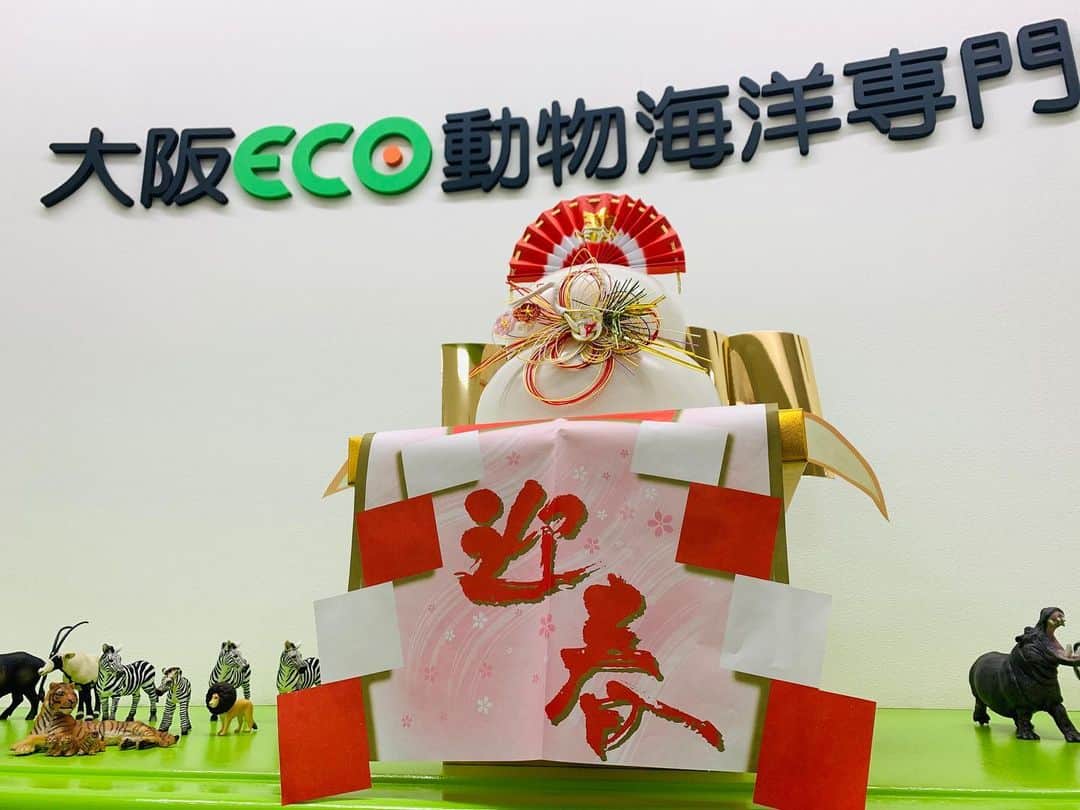 大阪ECO動物海洋専門学校のインスタグラム：「ご挨拶が遅くなりましたが...  皆様、あけましておめでとうございます🎍✨  今年モ〜(🐮)大阪ECOをよろしくお願いします⛩  #謹賀新年 #お正月 #アルパカ #迎春 #大阪eco #大阪ECO動物海洋専門学校 #動物 #専門学校 #動物看護師 #ドッグトレーナー  #ペットトリマー #ドルフィントレーナー #飼育 #アクアリスト #家庭犬」