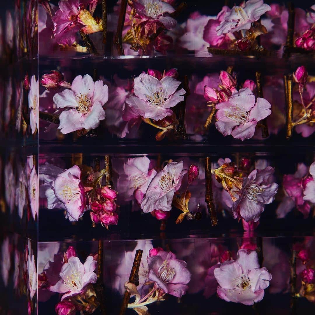 東信さんのインスタグラム写真 - (東信Instagram)「2021 Cherry blossoms Block Flowers  #東信花樹研究所 #東信 #amkkproject #amkk #azumamakoto #makotoazuma #shiinokishunsuke  #flowers #flowerart」1月6日 14時56分 - azumamakoto