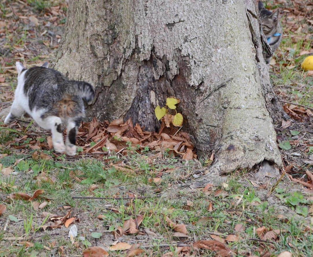 やふさんのインスタグラム写真 - (やふInstagram)「木の周りで追いかけっこ . #cat #neko #catlovers #catsofinstagram #catstagram #instacat #猫 #ねこ #ネコ #保護猫 #京太 #新吉」1月6日 14時51分 - kyafy