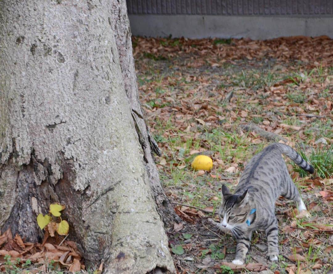 やふさんのインスタグラム写真 - (やふInstagram)「木の周りで追いかけっこ . #cat #neko #catlovers #catsofinstagram #catstagram #instacat #猫 #ねこ #ネコ #保護猫 #京太 #新吉」1月6日 14時51分 - kyafy