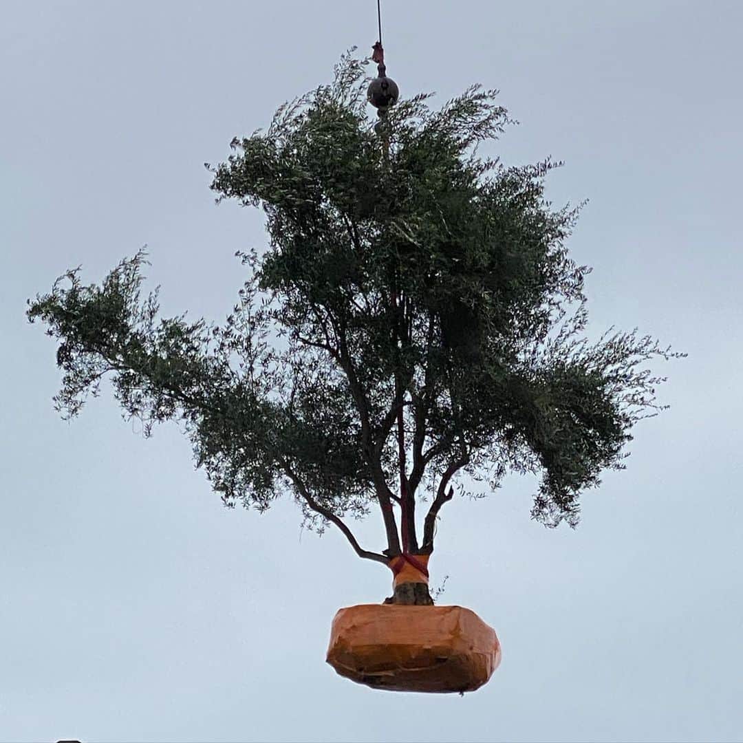 トレ・クールのインスタグラム：「Once there was a tree.... and she loved a little boy. And everyday the boy would come and he would gather her leaves and make them into crowns and play king of the forest. He would climb up her trunk and swing from her branches and eat apples. And they would play hide-and-go-seek. And when he was tired, he would sleep in her shade. And the boy loved the tree.... very much. And the tree was happy. But time went by. And the boy grew older. And the tree was often alone. Then one day the boy came to the tree and the tree said, "Come, Boy, come and climb up my trunk and swing from my branches and eat apples and play in my shade and be happy." "I am too big to climb and play" said the boy. "I want to buy things and have fun. I want some money?" "I'm sorry," said the tree, "but I have no money. I have only leaves and apples. Take my apples, Boy, and sell them in the city. Then you will have money and you will be happy." And so the boy climbed up the tree and gathered her apples and carried them away. And the tree was happy. But the boy stayed away for a long time.... and the tree was sad. And then one day the boy came back and the tree shook with joy and she said, "Come, Boy, climb up my trunk and swing from my branches and be happy." "I am too busy to climb trees," said the boy. "I want a house to keep me warm," he said. "I want a wife and I want children, and so I need a house. Can you give me a house ?" " I have no house," said the tree. "The forest is my house, but you may cut off my branches and build a house. Then you will be happy."  And so the boy cut off her branches and carried them away to build his house. And the tree was happy. But the boy stayed away for a long time. And when he came back, the tree was so happy she could hardly speak. "Come, Boy," she whispered, "come and play." "I am too old and sad to play," said the boy. "I want a boat that will take me far away from here. Can you give me a boat?" "Cut down my trunk and make a boat," said the tree. "Then you can sail away... and be happy." And so the boy cut down her trunk and made a boat and sailed away. And the tree was happy ... but not really. -SS Happy New Year!  I don’t know you but  I love you ❤」