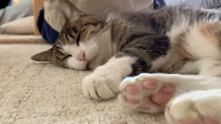 のインスタグラム：「ホンマに可愛い⠀ ⠀ 夢見てます。⠀ ⠀ #dream #cat #猫　#夢　#愛猫　#動物好きな人と繋がりたい #ねこ　#ねこすたぐらむ #ねこのいる生活 #家族　#family #お正月　#正月　#大阪」