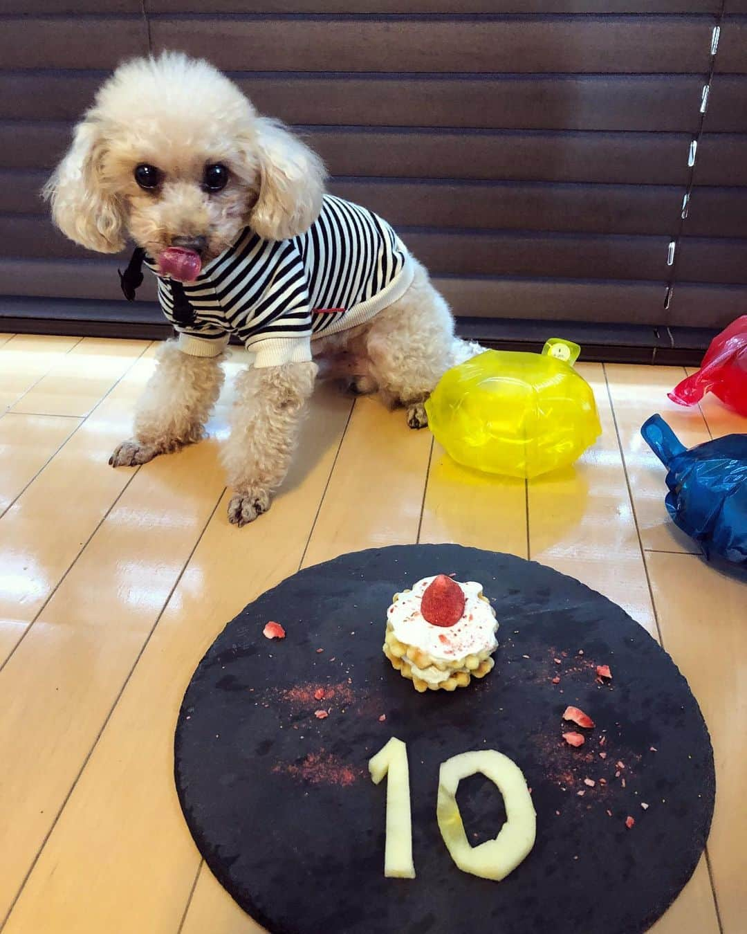 時東ぁみさんのインスタグラム写真 - (時東ぁみInstagram)「🐶HAPPY BIRTHDAY🐶 ・ 今日は愛犬くんの誕生日♡ 10歳になりました！ 生まれてきて、私の元に来てくれて、本当にありがとう♡ ・ シニアを感じさせない健康と体力！ あと、童顔！！w 10歳から病気が増えるとも言われてるので、ますます気をつけて愛し合って過ごします♡ ・ #時東ぁみ #愛犬 #dog #トイプードル #toypoodle #happybirthday #誕生日 #10歳 #10yersold #彼氏 #息子 #シニア犬 #生まれてきてくれてありがとう #健康 #体力 #童顔 #バースデープレート #愛してる #ilovemydog #好きすぎて #オソロコーデ #cuun #連載 #いぬすたぐらむ #犬バカ部」1月6日 15時43分 - amitokito