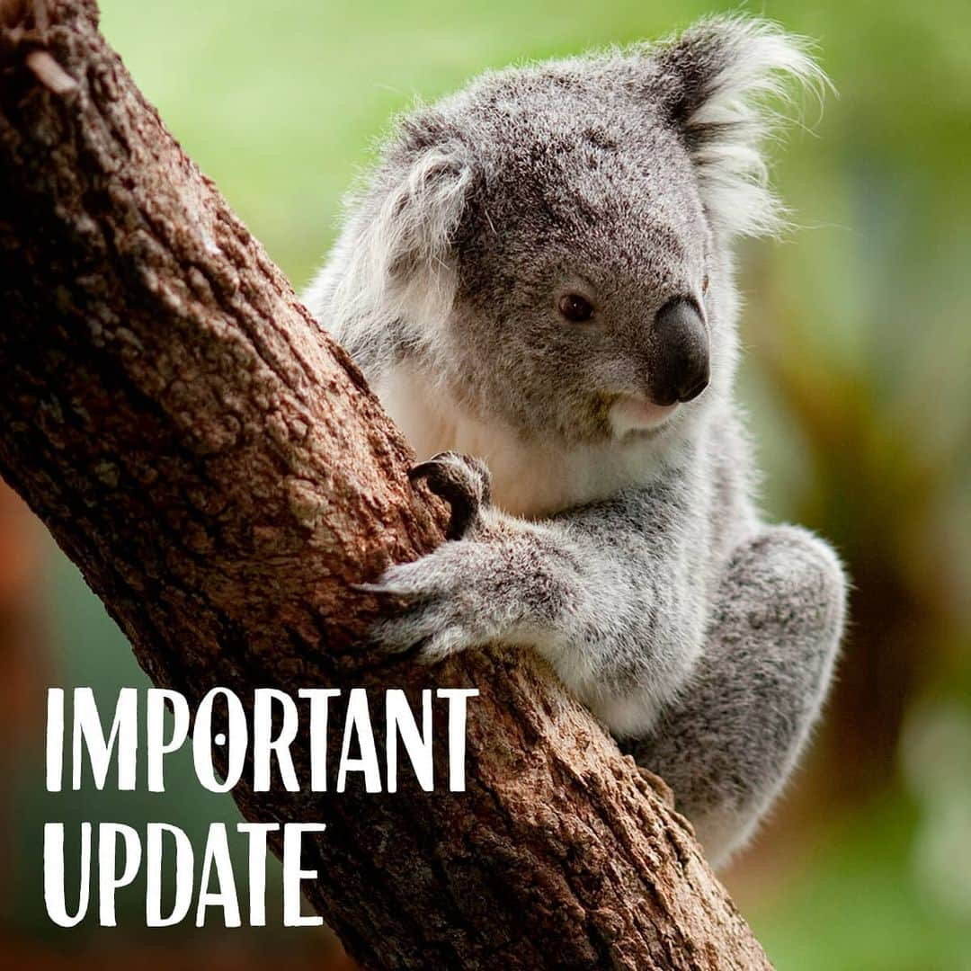 タロンガ動物園さんのインスタグラム写真 - (タロンガ動物園Instagram)「Important Update!  Taronga Zoo Sydney is a COVID-safe site, and following all current state and federal government health guidelines and recommendations. We are committed to keeping you, your family and our team safe when you visit, so following are a few tips to make your next visit as fun and enjoyable as possible!  Don’t forget to book your tickets in advance! Head over to taronga.org.au to purchase your tickets.  When you arrive at the Zoo, you will be asked to check in all members of your group using the Service NSW QR code. A time-saving tip is to download the app before you visit – links can be found on our website.  Please bring a mask when you visit! Mask wearing is mandatory for all guests 12 years and over in our retail stores, and highly recommended in all other enclosed spaces.   Please delay your visit if you are from a COVID hotspot, if you have been asked to self-isolate or are feeling unwell. Dates for pre-booked tickets can be changed at no charge, so please let us know if you need to book an alternate date.  If you’d like any further information on how we’re working hard to keep you safe, or for the latest updates, please head over to our website https://taronga.org.au/sydney-zoo/important-update」1月6日 15時58分 - tarongazoo