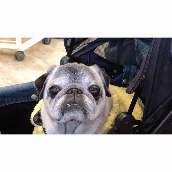 八兵衛のインスタグラム：「Hachibei🐶 * * 到着した 年末の美容院は 混んでてキョロキョロ はっちゃん。 * * #おやつくれる美容師さんを探してるw #かーちゃんの白髪染め #お客さんも全員検温マスクするよ #ほぼ黒パグ #おじいちゃん犬 #pug #puggy #puglife #puglove #petstagram #pugstagram #pugsofinstagram #pugs #dog #ふわもこ部  @igersjp #IGersJP #east_dog_japan #pecoイヌ部 #八兵衛 #はちべえ #sippoストーリー」