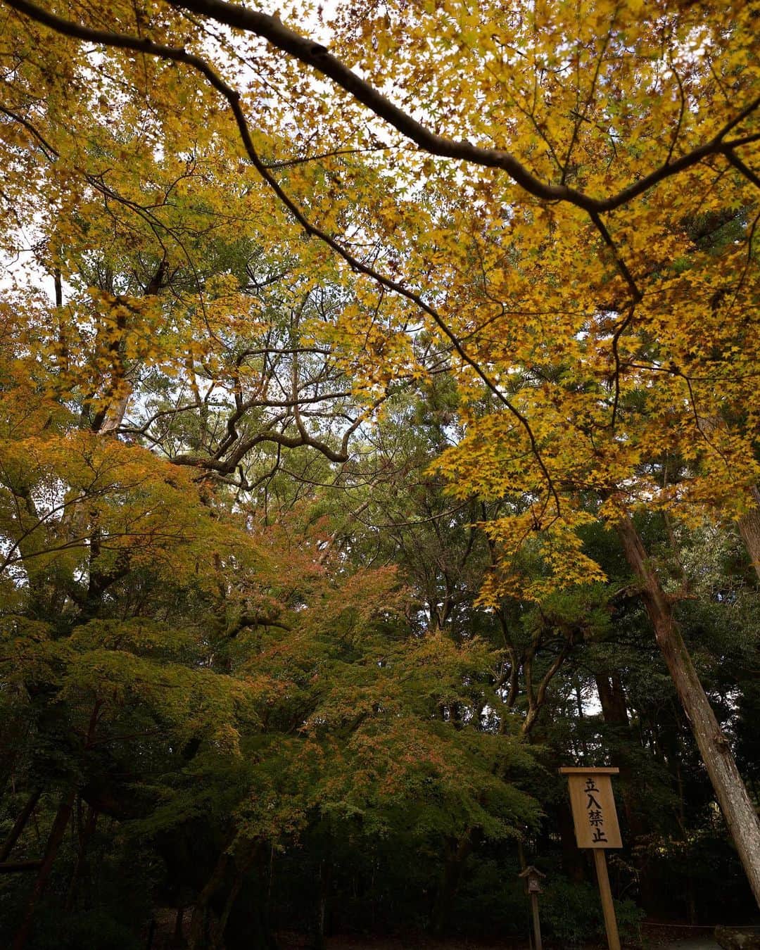 RUBYのインスタグラム：「世界は沢山の幸せな色で包まれてるね 💛🧡🤎  Colorful vibes 🍁  #紅葉 #伊勢神宮」