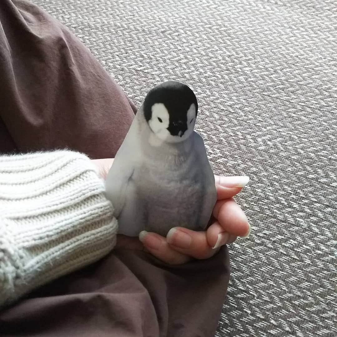 sweet_strawberryさんのインスタグラム写真 - (sweet_strawberryInstagram)「🐧【#ペンギンの赤ちゃん 】飼い始めました🐧 嘘です。 📅✂️去年の１月の【カレンダー】の写真を切り抜いて持っただけです。 ぺらっぺらの紙🐧 動物カレンダー📅 流石、寒い１月はペンギンを起用。12月はシロクマだった。 なぜか３月は象で、４月はパンダ。 🗾寒波来てるから、暖かくして過ごそうね～ #手乗り#寝落ち#ごっこ遊び #切り抜き#雑誌切り抜き#トリックアート#リアル#クオリティ#同化#一体感#なんちゃって#騙された#ペットのいる生活#抱っこ#ぎゅ#ペーパークラフト#紙もの#印刷物」1月6日 17時42分 - sweet_strawberry