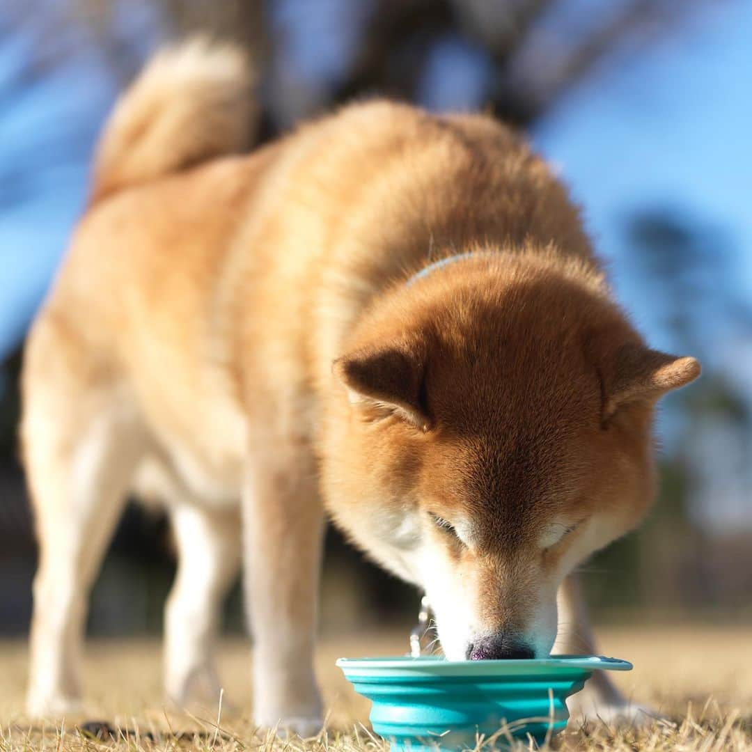 まる（まるたろう）さんのインスタグラム写真 - (まる（まるたろう）Instagram)「You should be careful with coronavirus , too. Please take care and stay healthy. ✨🐶 ✨コロナマンが調子こきまくってるから気をつけて！ #みんな厳しいと思うけど #助け合って頑張ろうね #なんとかなるさ」1月6日 18時01分 - marutaro