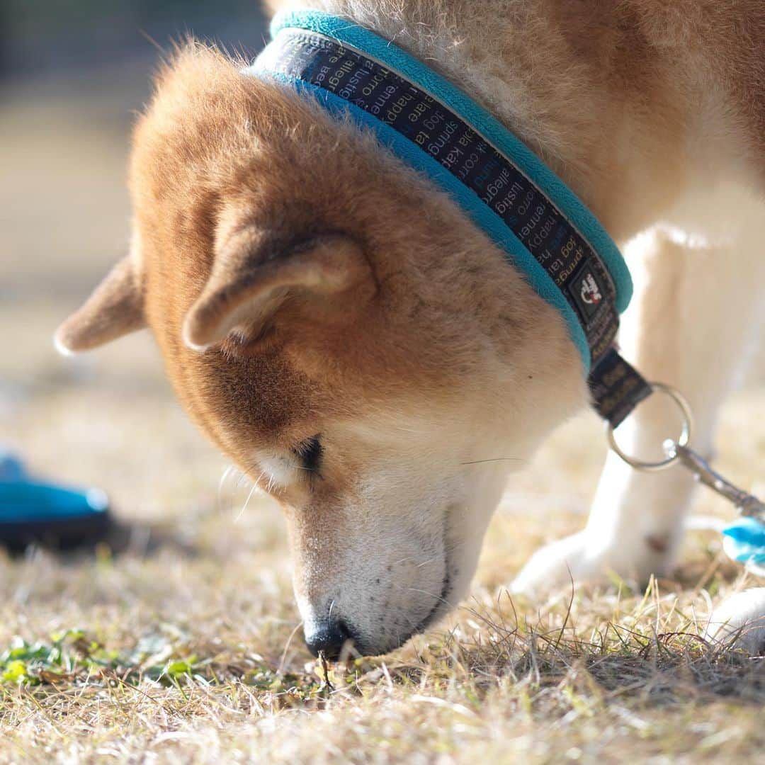 まる（まるたろう）さんのインスタグラム写真 - (まる（まるたろう）Instagram)「You should be careful with coronavirus , too. Please take care and stay healthy. ✨🐶 ✨コロナマンが調子こきまくってるから気をつけて！ #みんな厳しいと思うけど #助け合って頑張ろうね #なんとかなるさ」1月6日 18時01分 - marutaro