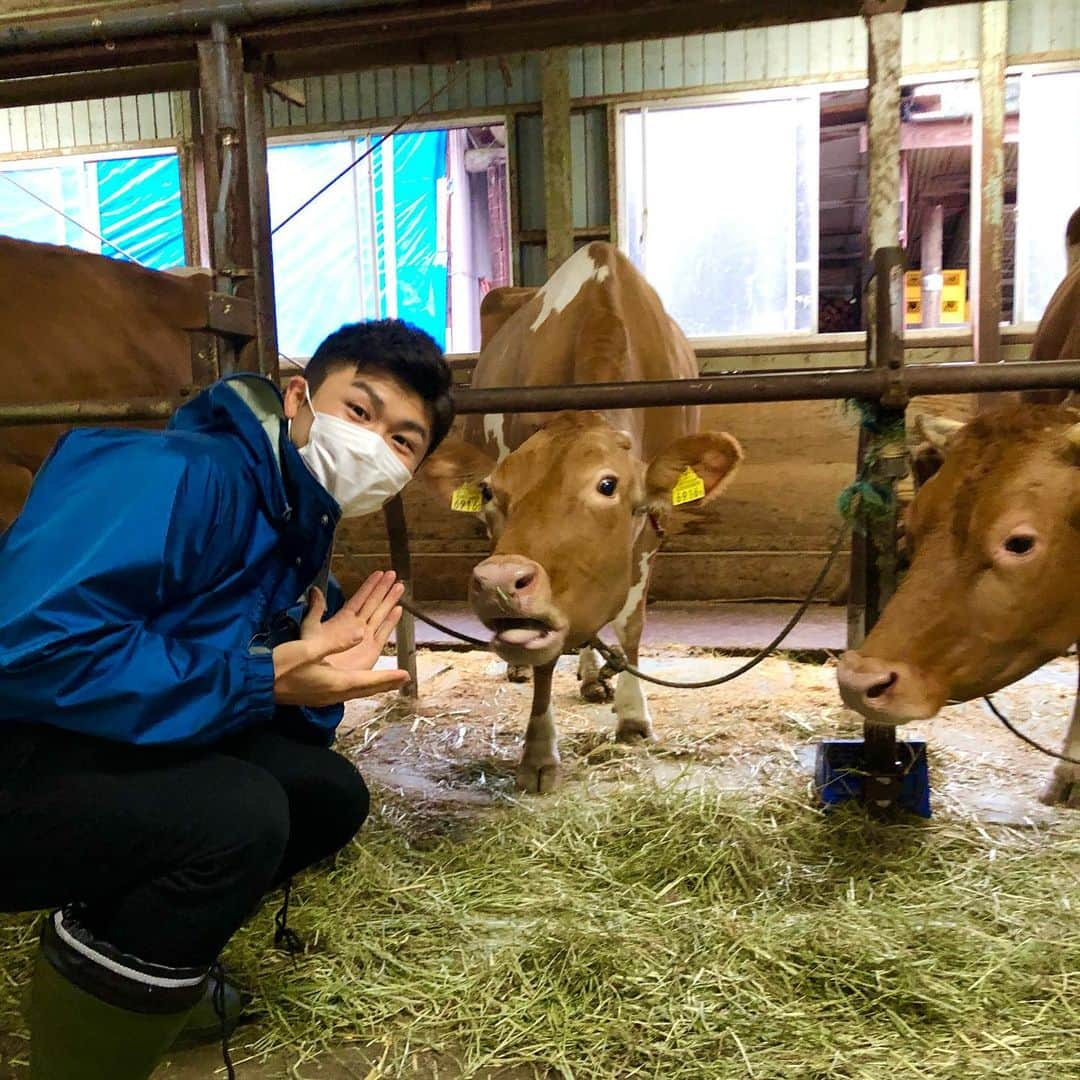 大角怜司のインスタグラム：「. 「丑年にモ〜進」🐮 2021年もよろしくお願いします！  全国で100頭ほどしかいない珍しい乳牛の「ガンジー牛」を取材しました🐂  取材を通して、ガンジー牛に対する牧場の方々の愛を感じました。  たくさんの愛情を注がれたガンジー牛はとても可愛かったです！  そして、ガンジー牛からとれる濃厚な牛乳や、それを加工したソフトクリームは絶品でした🍦  たくさんの方々に味わっていただきたいです！！  加勢牧場の皆さん、ありがとうございました！！  #あけましておめでとうございます #2021年 #丑年 #年男 #ガンジー牛 #加勢牧場  #新潟#長岡市 #新潟テレビ21 #UX#アナウンサー」