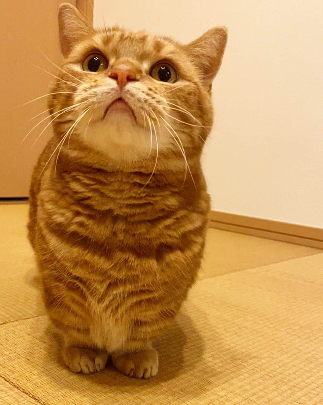 茶太郎 & きなこのインスタグラム：「茶太郎おやつ🍪食べたっけにゃ😑❓ Please give me a snack😽🍪💕 #さっき食べたばかりでしょ #とぼけたお顔してもダメです #まだ食べれるにゃりよ #マンチカン#猫#munchkin #cat#catstagram #amazing#ねこ#茶トラ#短足#catsofinstagram#excellent_cats#9gag#cats_of_world_#instacat_meows#bestcats_oftheworld#catsofig#instacat#cats_of_instagram」