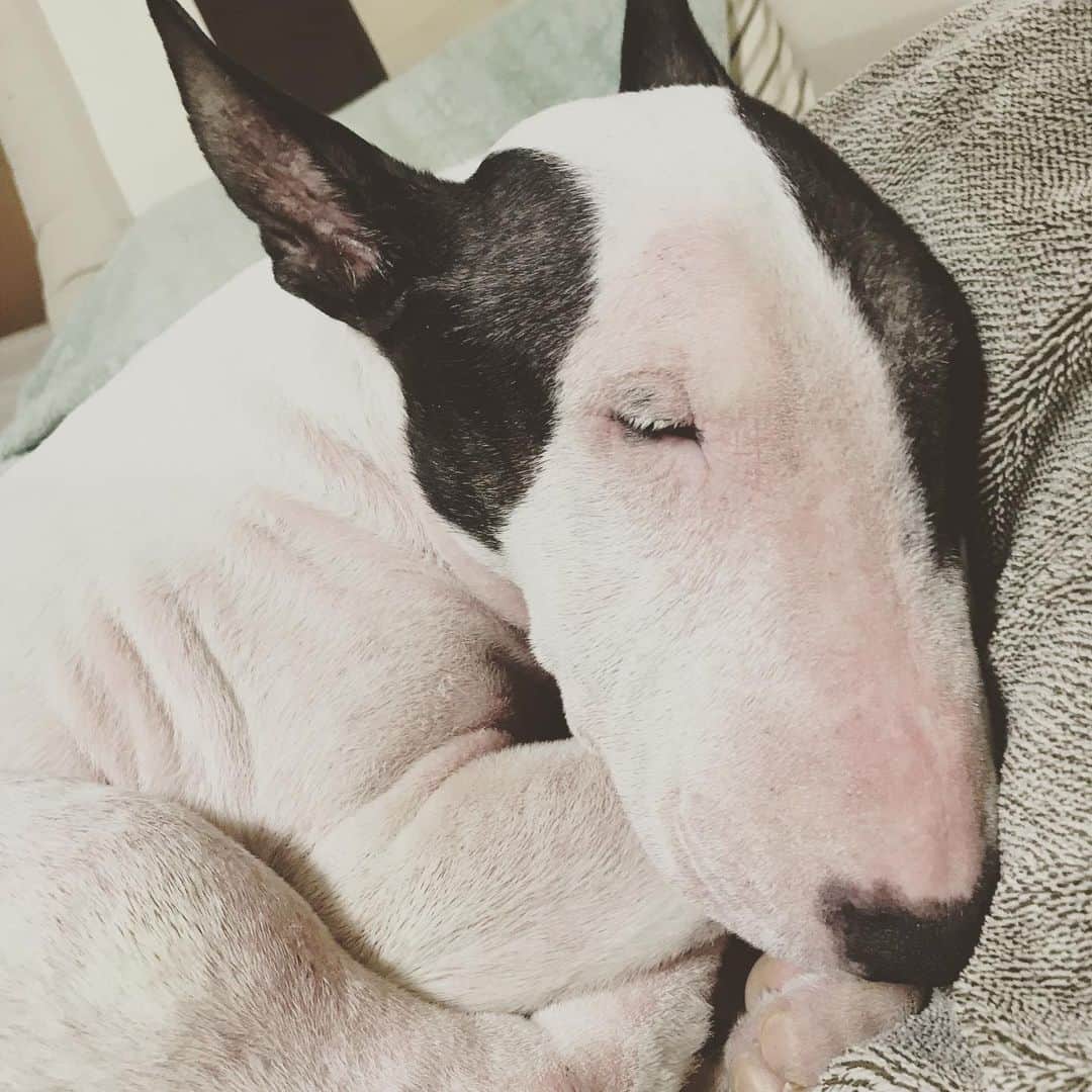 のインスタグラム：「#minituru#bull#terrier#minibullterrier#miniturubullterrier#dog#dogstagram#cute#qtaro#love#family#ミニチュア#ブルテリア#ミニチュアブルテリア#Q太郎」