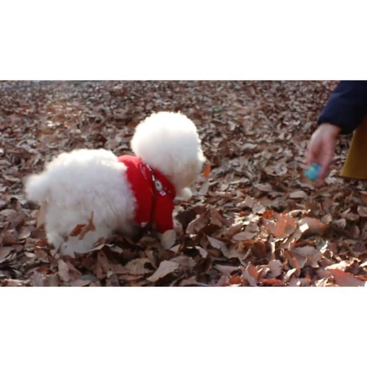 ゆうのインスタグラム：「. . sound on🔈 しらす君のママに遊んでもらってる 動画に音楽🎶をつけたら ミュージックビデオみたいになった（笑） . 光がすごい綺麗✨だった。 . . . #抱きしめたい♡ . . .」