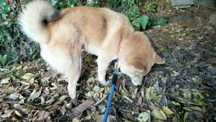 柴犬たま Shibainu Tamaのインスタグラム