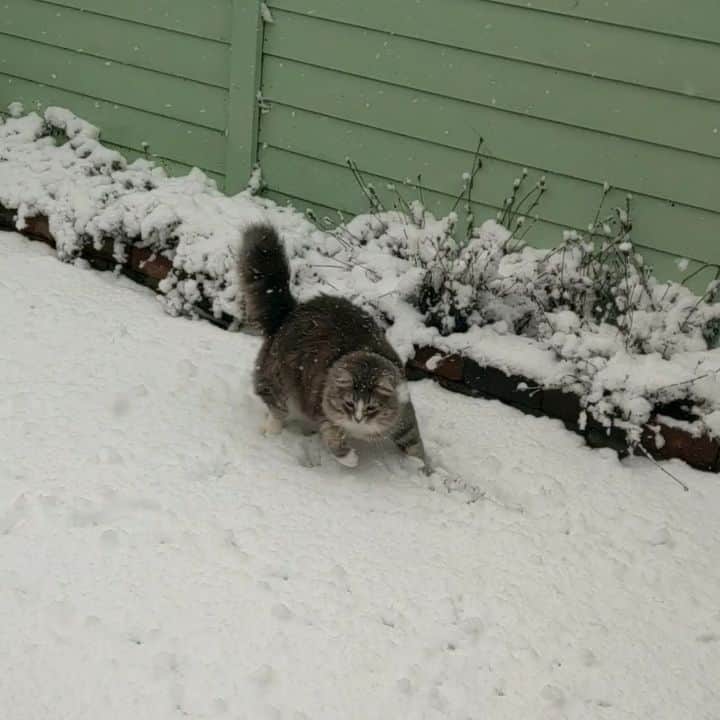 Nila & Miloのインスタグラム：「That white stuff again. My paws are getting cold! 😂⛄ #firstsnow #siberian #tufts #aka #snowboots」