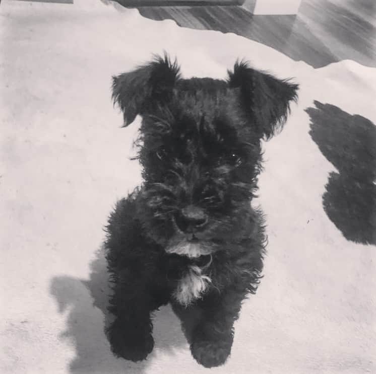 レオン・エルスさんのインスタグラム写真 - (レオン・エルスInstagram)「Happy 2nd birthday Prince. You give me so much love and bring me so much joy. I love you ya little shit 😝」1月7日 6時11分 - leonelse