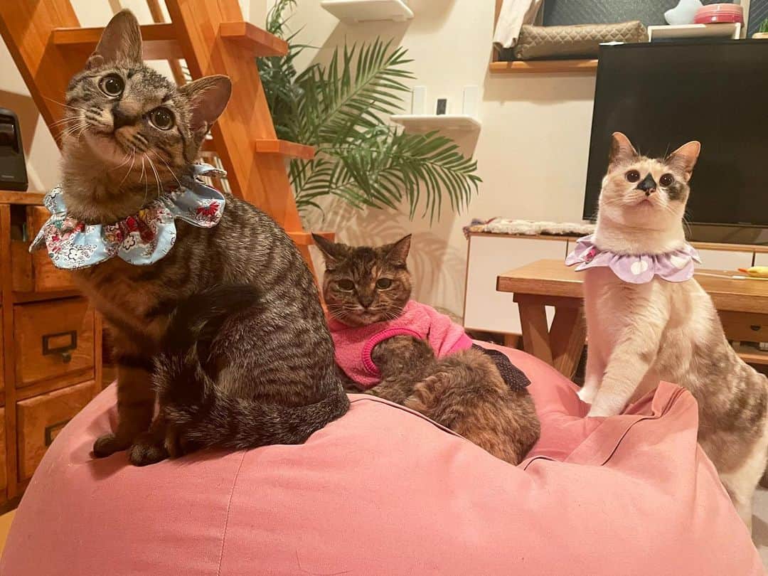 maimocotoのインスタグラム：「我が家の大人気スポット💗 ピンクのこれ♪モコも自分で乗るよ✨ みんなで乗ってると写真を撮らずにいられません📸 来週から新入り子猫ちゃんが来る予定なので、もっとぎゅうぎゅうになるね✨楽しみ ＊  ＊ 『子猫ちゃんなら100人乗っても大丈夫だとおもうの、あたち💗』 ＊ ＊ #イケメンキジトラのきづな #20歳のモコ #子猫好きの猫 #ザビエル首輪 #モコは腎臓温めるためにフリース着てもらってます #ごきげんです❤︎」