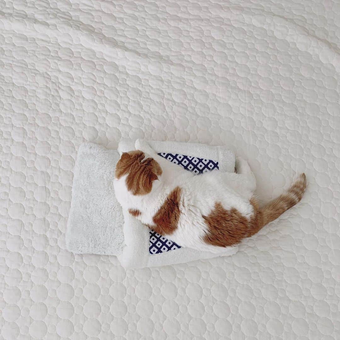 のんたのインスタグラム：「お返事ができていなくてごめなさい。 体調を崩していて写真のとおり寝正月を過ごしています。ねこたちはみんな元気です👍  大晦日のことを記録に。 いつものようにのんちゃんに点滴をしていたときのこと。 いつものカートの中で横向きに座ってゴロゴロと喉を鳴らし、とってもリラックスモードなのんちゃん。自分の前足をペロペロなめたかと思うと、そのまま手を枕にスヤスヤと眠りました。 点滴が終わって針を抜いたあともずっと眠っていて、ぐっとこみあげるものがありました。  「このまま寝かせてあげる？どうしよう？」 「リビング連れていく？」 30分くらいそのままカートの中で寝かせて、やっぱり寂しいし心配になって連れ戻しました。  背中に針が刺さっている状態なのに寝ちゃうなんて。私はのんちゃんに対して嫌なことをしているはずなのに。 その時間が愛おしく、せつなく、この先のいろんなことを考えてしまって、そして涙が出てきてつらかったです。 今はもう大丈夫👍淡々と針を刺すのみ💉 体調も今日はとんかつが食べられるくらいに復活💪  長くなりましたが今年も我が家の4にゃんをよろしくお願いします。 のんぼーぱんぽる🐾🐾🐾🐾」