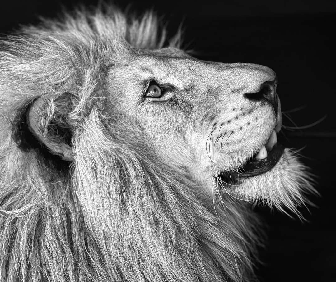 Kevin Richardson LionWhisperer のインスタグラム