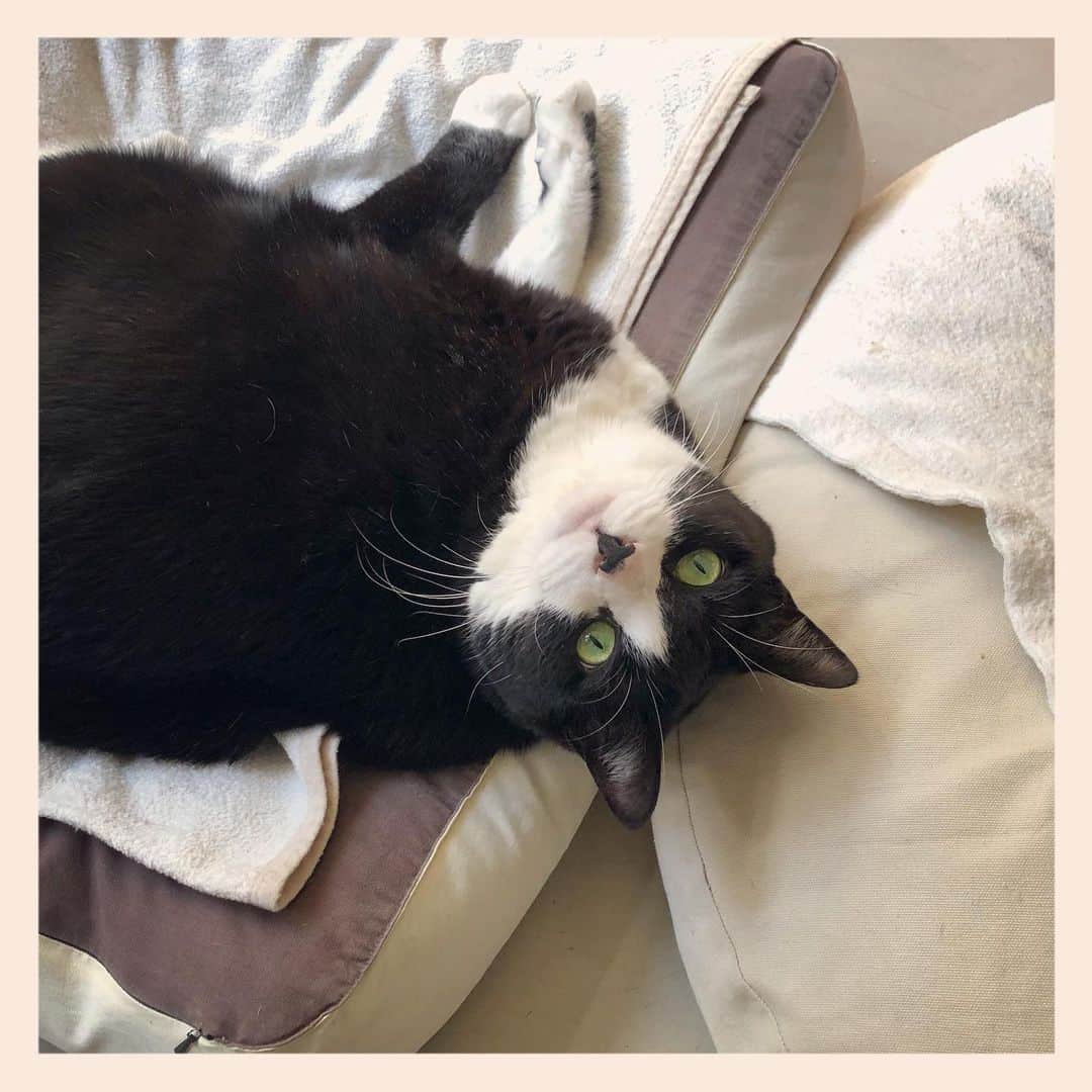パンといっぴきのインスタグラム：「#元保護猫 #ハチワレ #白黒猫 #blackandwhitecat #tuxedocat」