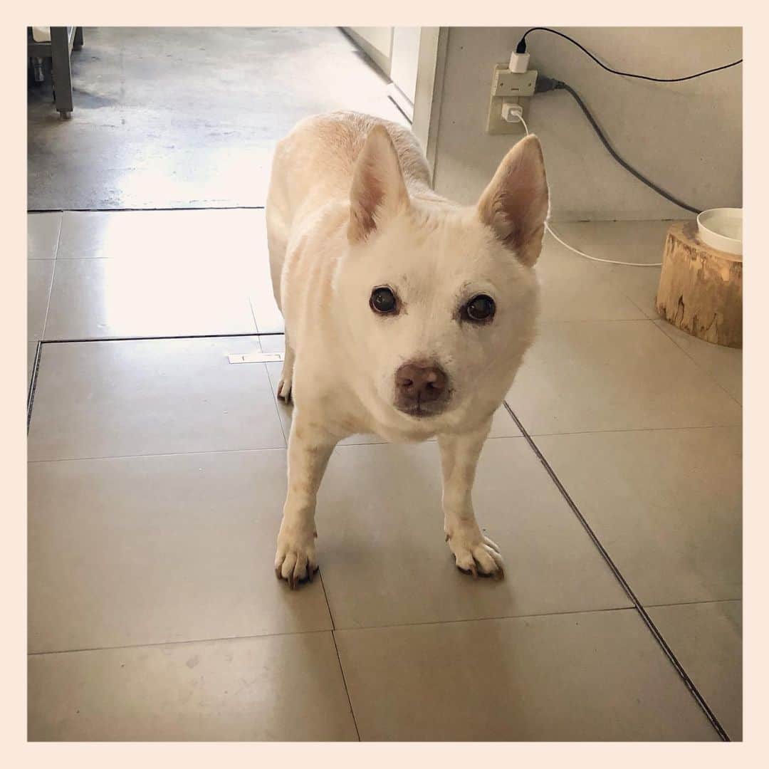 パンといっぴきのインスタグラム：「#元保護犬 #雑種犬 #crossbreed #mixdog #キップル14歳」