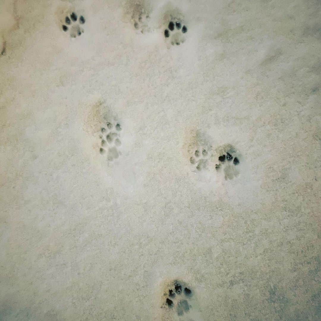 キム・ジェウクさんのインスタグラム写真 - (キム・ジェウクInstagram)「🐈‍⬛ 🌨」1月6日 21時57分 - jaeuck.kim