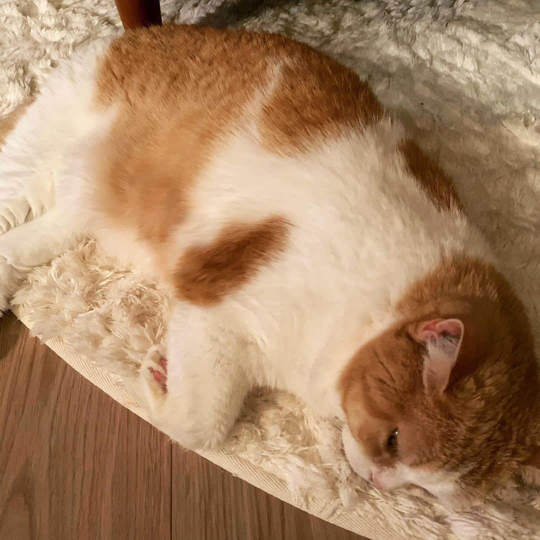 酒井まゆのインスタグラム：「モフのモフがモフモフ🤍　#うめちゃん #cat #床暖房」