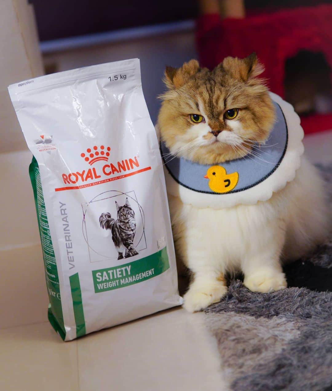 Kenshin & Chloeyのインスタグラム：「*swipe* My doctor recommended this food for my diet 'til I reach my weight goal which is  14 lbs 🤸  My weight is 20 lbs right now ☺  Let's do this!! 😉   (P.S. He likes his diet food. Yay! 👌) #2021goals#catdiet」