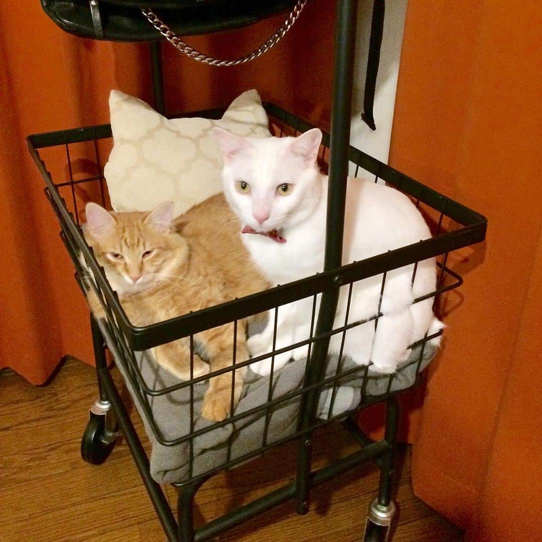 岡田屋鉄蔵のインスタグラム：「ナブさん専用ワゴンでも兄は構わず乗り込んで毛繕いするよ。  兄やんの耳うめえ！」