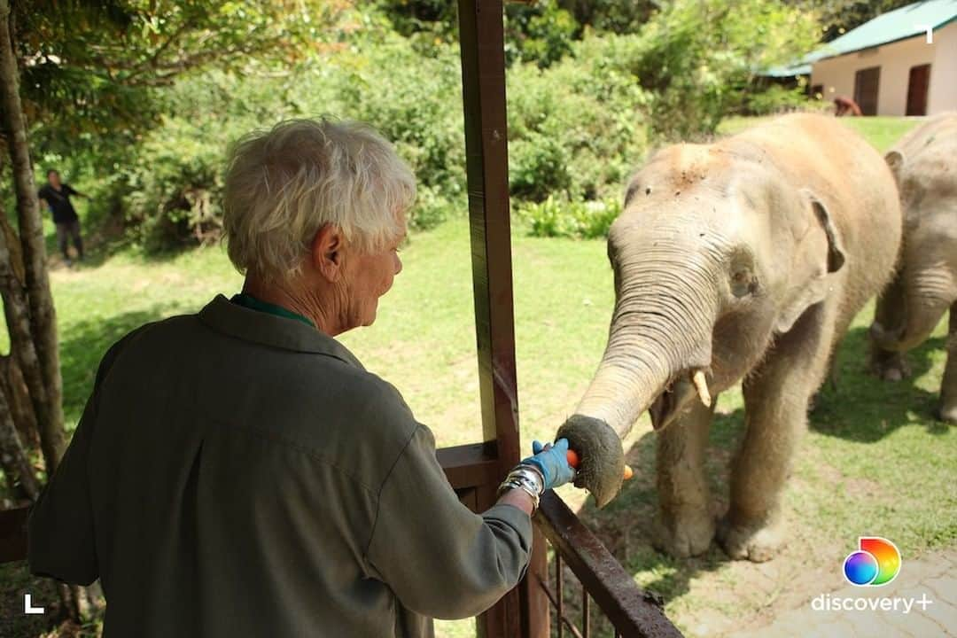 アニマルプラネットさんのインスタグラム写真 - (アニマルプラネットInstagram)「Uncover the magical wildlife of the Malaysian islands with Judi Dench in her new @discoveryplus original series. Stream Judi Dench’s Wild Borneo Adventure now and click the link in our bio! #discoveryplus  . . . . #judidench #damejudidench #borneo #indonesia #animalplanet #discovery+ #animals #adventure #wildborneoadventure #picturesoftheday #photosoftheday」1月6日 22時30分 - animalplanet