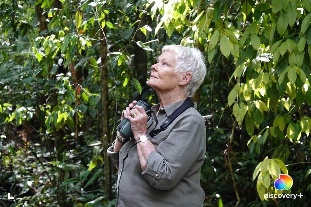 アニマルプラネットさんのインスタグラム写真 - (アニマルプラネットInstagram)「Uncover the magical wildlife of the Malaysian islands with Judi Dench in her new @discoveryplus original series. Stream Judi Dench’s Wild Borneo Adventure now and click the link in our bio! #discoveryplus  . . . . #judidench #damejudidench #borneo #indonesia #animalplanet #discovery+ #animals #adventure #wildborneoadventure #picturesoftheday #photosoftheday」1月6日 22時30分 - animalplanet