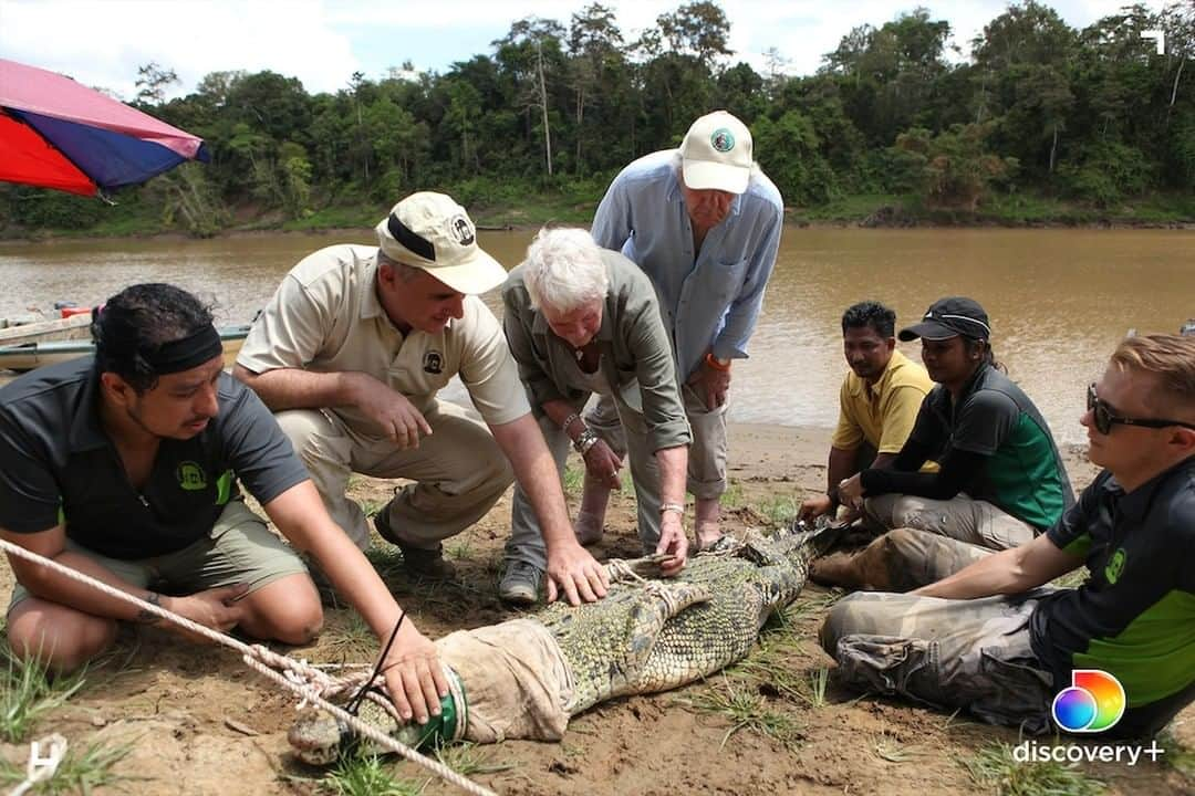 アニマルプラネットさんのインスタグラム写真 - (アニマルプラネットInstagram)「Uncover the magical wildlife of the Malaysian islands with Judi Dench in her new @discoveryplus original series. Stream Judi Dench’s Wild Borneo Adventure now and click the link in our bio! #discoveryplus  . . . . #judidench #damejudidench #borneo #indonesia #animalplanet #discovery+ #animals #adventure #wildborneoadventure #picturesoftheday #photosoftheday」1月6日 22時30分 - animalplanet