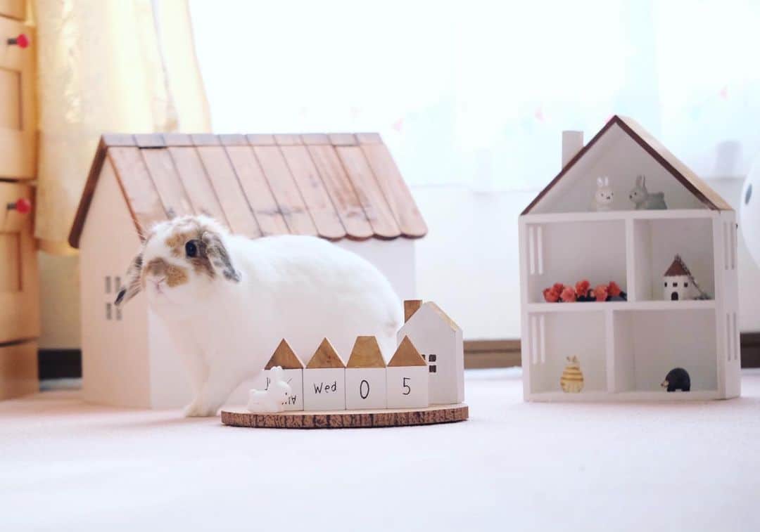 usagraphのインスタグラム：「みんなリンリンの新居にあそびにくるといいにょ🐶  Salyu！の福袋初めて買ったけど可愛かった！ 予約してよかった〜✨ ＊ ＊ ＊ #うさぎ　#rabbit #bunny #ふわもこ部  #WeeklyFluff #igersjp  #tokyocameraclub #東京カメラ部  #神戸カメラ部  #bunnystagram  #うさぎ部 #ホーランドロップ #hollandlop  #ファインダー越しの私の世界 #art_of_japan #myfujilove  #今日もx日和」