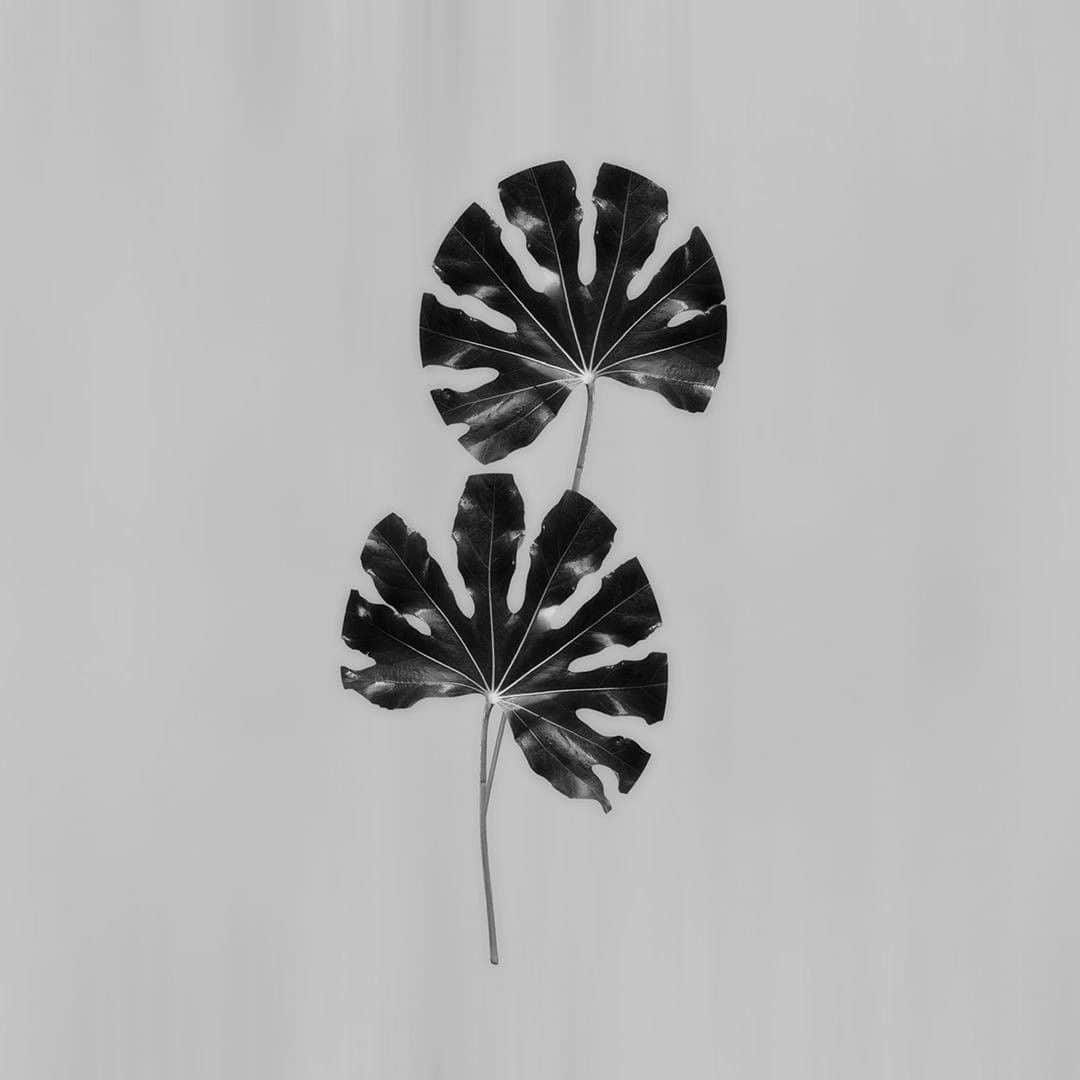 ミラショーンのインスタグラム：「Geometric leaf. A series of imaginary botany objects ⠀ ⠀ ⠀ #milaschon #theleaf #geometricleaf #blackandwhitephoto #bnw #bandw」