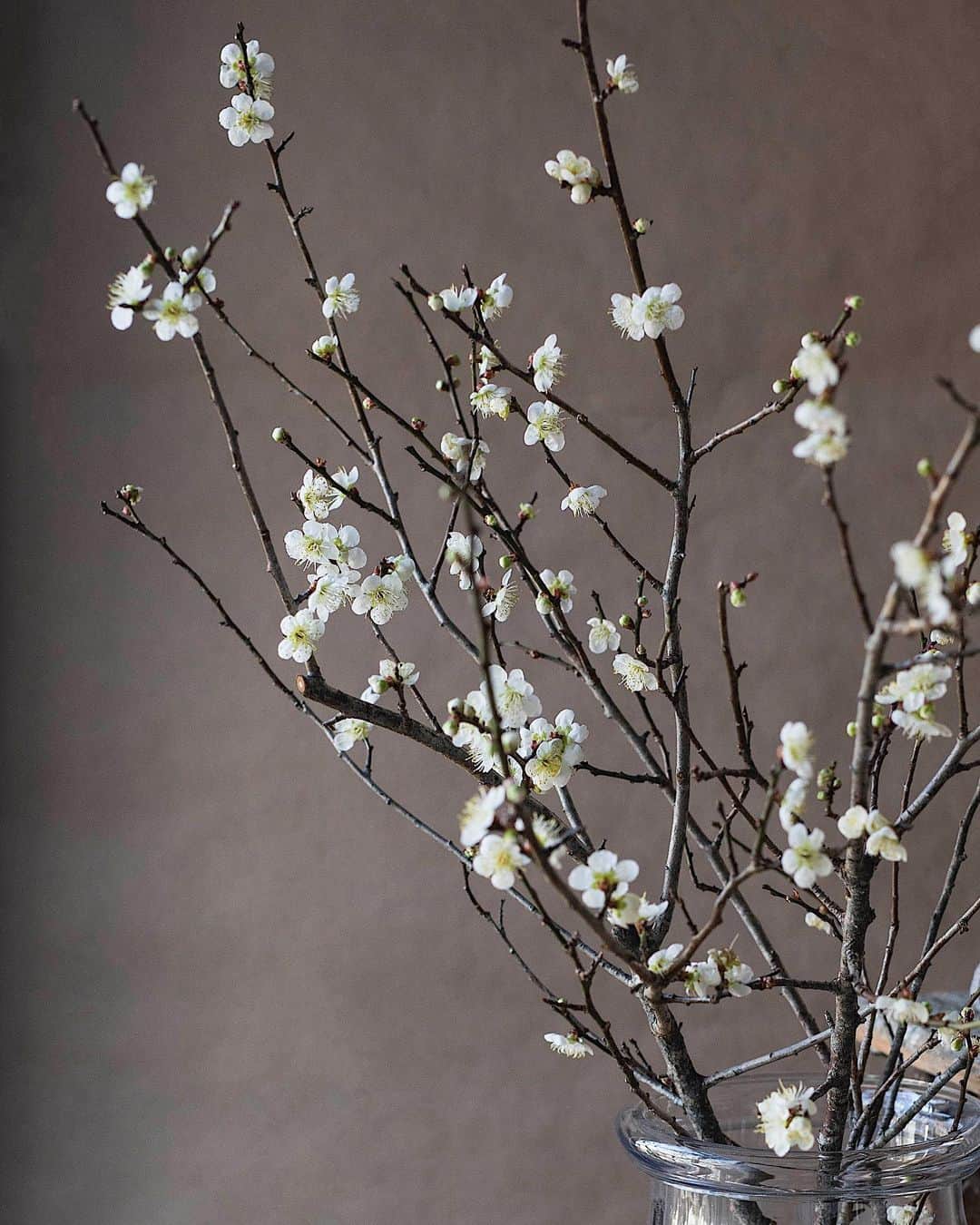 増田由希子さんのインスタグラム写真 - (増田由希子Instagram)「White plum blossoms 🤍  #myfavorite #beautiful ずっと眺めていたい、白梅の花 #白梅」1月6日 23時05分 - nonihana_