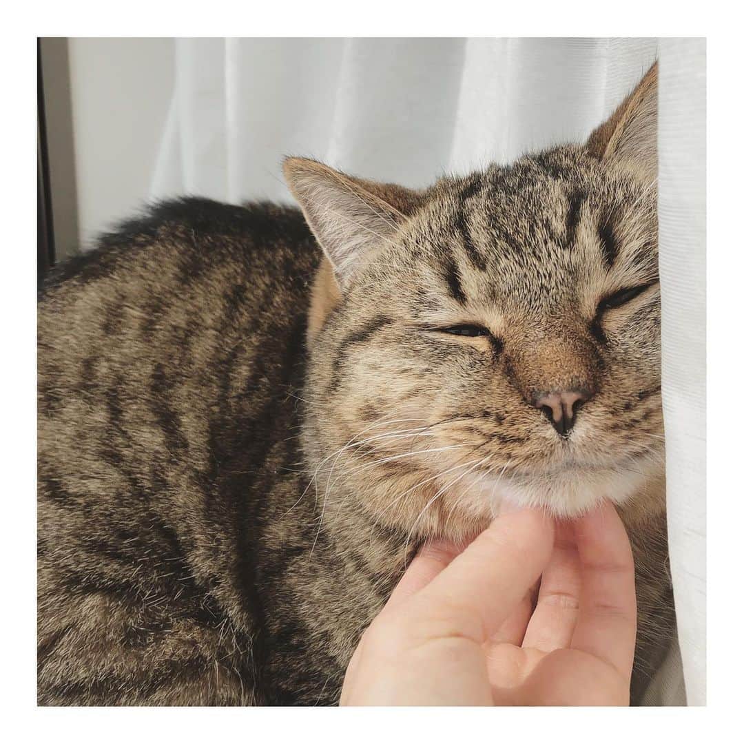 こむぎのインスタグラム：「* かもちゃんの何とも言えない顔コレクション〜👻  昨日はほしいものリストにご協力いただきありがとうございました〜😭 明日から順に到着するようです！ また取りまとめてご報告いたします🙇🏻  かもちゃん、崩壊現場にいた頃から咳をする子でした💦 さらに現場で1番の怖がりさんなので、現場からの長い時間をかけて通院させるような負担がかけられず、現場へ往診(ワクチン接種など)のタイミングで心音を聞いてもらうなどの一時的な処置しか出来ず💦  我が家へやってきてもやはり咳がでて、年明けてから毎日1〜2回程度。15秒くらいと短いものですが続いたため今日病院へ行ってきましたー！ レントゲン撮ってもらいましたが肺に異常は見つからず(とりあえずそれはよかった💦) おそらく喘息かなとのことでお薬で様子を見ることに🤔 本当に軽い喘息であれば人間と同じようにうまく付き合っていく感じなので大きな問題はありませんが、少しの間は投薬になりそうです〜😂 とりあえず抗生剤と気管支拡張剤で様子見です🙏🏻  お薬入りのちゅーる上手に食べられました👏 通院も頑張った！ かもちゃん偉いぞ☺️✨ 少しの間がんばろう！！  ちなみに飯ストで体重少し減って5.2キロに🤣 ちょうど良い体重くらいになったか！？ 少しずつですが食べれるようにはなって来ています✨ まだまだまんまるなかもちゃんでした🦆 #岐阜多頭崩壊レスキュー  #動画は現場での様子 大丈夫？って見に来た子はすりみちゃん→ @surimi_0806 です☺️」