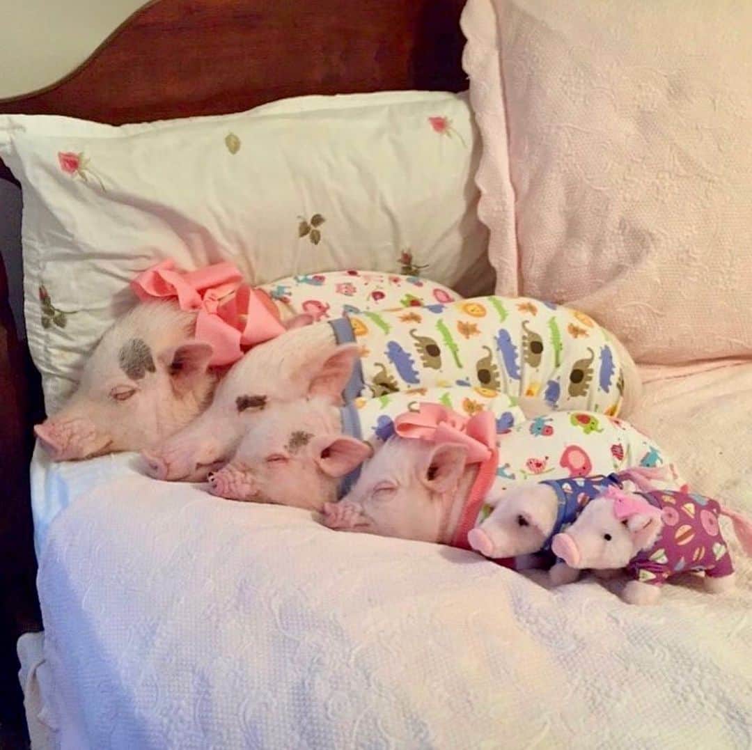 Priscilla and Poppletonさんのインスタグラム写真 - (Priscilla and PoppletonInstagram)「Happy #NationalCuddleUpDay! I’m so happy I have the best family to cuddle up with. I love this pigture, because we knew Penn and Pansy were coming even before they were born. Who is your cuddle buddy?🐷💙🐷💗#thesnuggleisreal #PoseyandPink #PrissyandPop」1月6日 23時41分 - prissy_pig