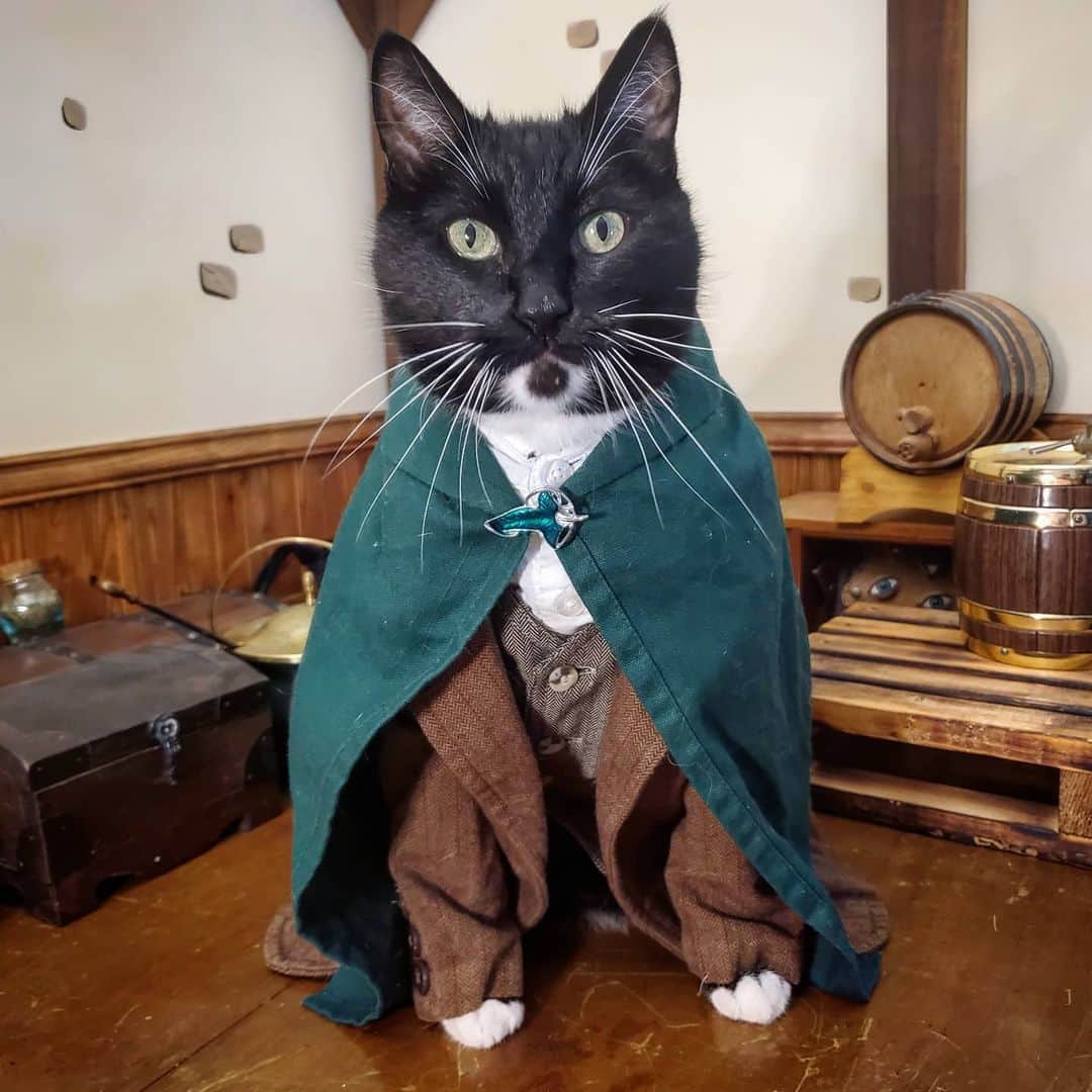 猫コスプレさんのインスタグラム写真 - (猫コスプレInstagram)「"The Scouring of the Shire"  #LordofTheRings #Hobbit #lotr . . . . . #catcosplay #cosplay #cosplayer #cat #catcostume #catsinclothes #catsofinstagram #catstagram #petclothes #PetCostume #hobbitcosplay #halfling #lotrcosplay #lordoftheringscostume #lordoftheringscosplay #samwise #samwisecosplay #SamwiseGamgee」1月6日 23時58分 - cat_cosplay