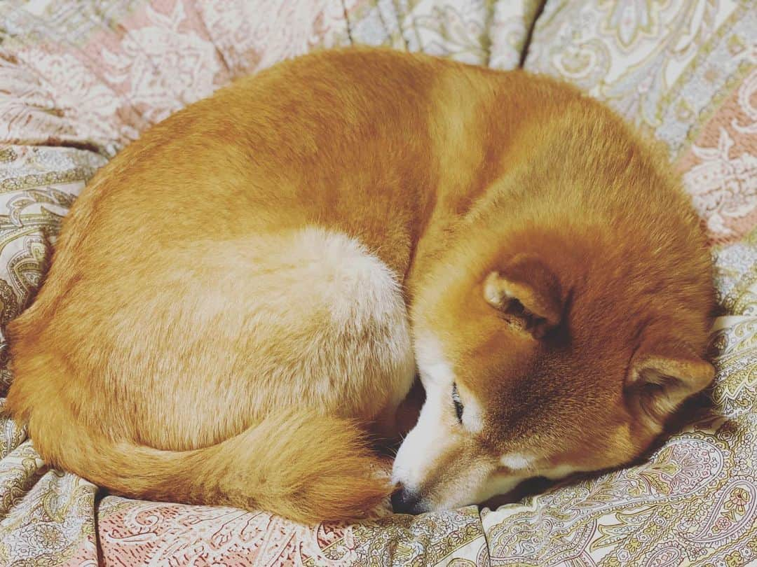 まる（まるたろう）さんのインスタグラム写真 - (まる（まるたろう）Instagram)「Good night!✨🐶💤✨今日は最初からパパのベッドで寝るかな #あったかいし #ずるいよね #パパだけ #今夜は交代しよ」1月7日 0時05分 - marutaro