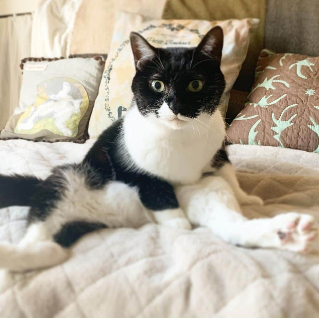 クマ・マロン・モモのインスタグラム：「年明け恒例の、猫たちの体重測定。  クマ 5kg マロン 6kg MOMO 5.4kg クマとマロンは400gずつ減ったけど、MOMOちゃんは，キープ。 クマより、骨格が小さいのに、MOMOちゃんの方が重い…  少し前に病院で測ったより、200g減っていたけど、もうちょっと痩せてもいいんだよ…😅  ※写真はクマです  #猫 #cat #ねこ #catstagram #ilovecats  #猫と暮らす #保護猫 #にゃんだふるらいふ #しろくろねこ」
