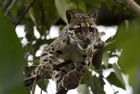 スミソニアン国立動物園のインスタグラム