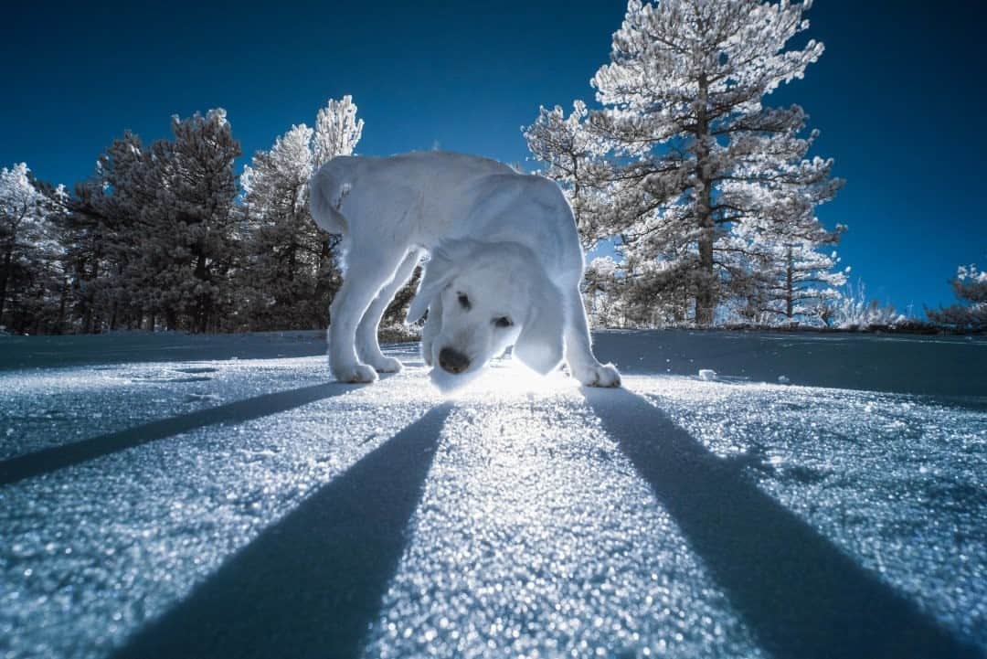 National Geographic Travelさんのインスタグラム写真 - (National Geographic TravelInstagram)「Photo by Keith Ladzinski @ladzinski / My dog Vesper enjoys a snowy snack in the remote hills above Boulder, Colorado, in this infrared photo.」1月7日 0時37分 - natgeotravel