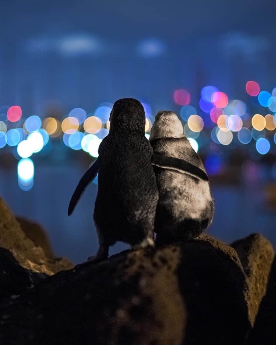 Earth Picsさんのインスタグラム写真 - (Earth PicsInstagram)「A heartwarming moment between two penguins 🖤   @tobiasvisuals says “these two Fairy penguins poised upon a rock overlooking the Melbourne skyline were standing there for hours, flipper in flipper, watching the sparkling lights of the skyline and ocean. A volunteer approached me and told me that the white one was an elderly lady who had lost her partner and apparently so did the younger male to the left. Since then they meet regularly comforting each other and standing together for hours watching the dancing lights of the nearby city.”」1月7日 1時00分 - earthpix