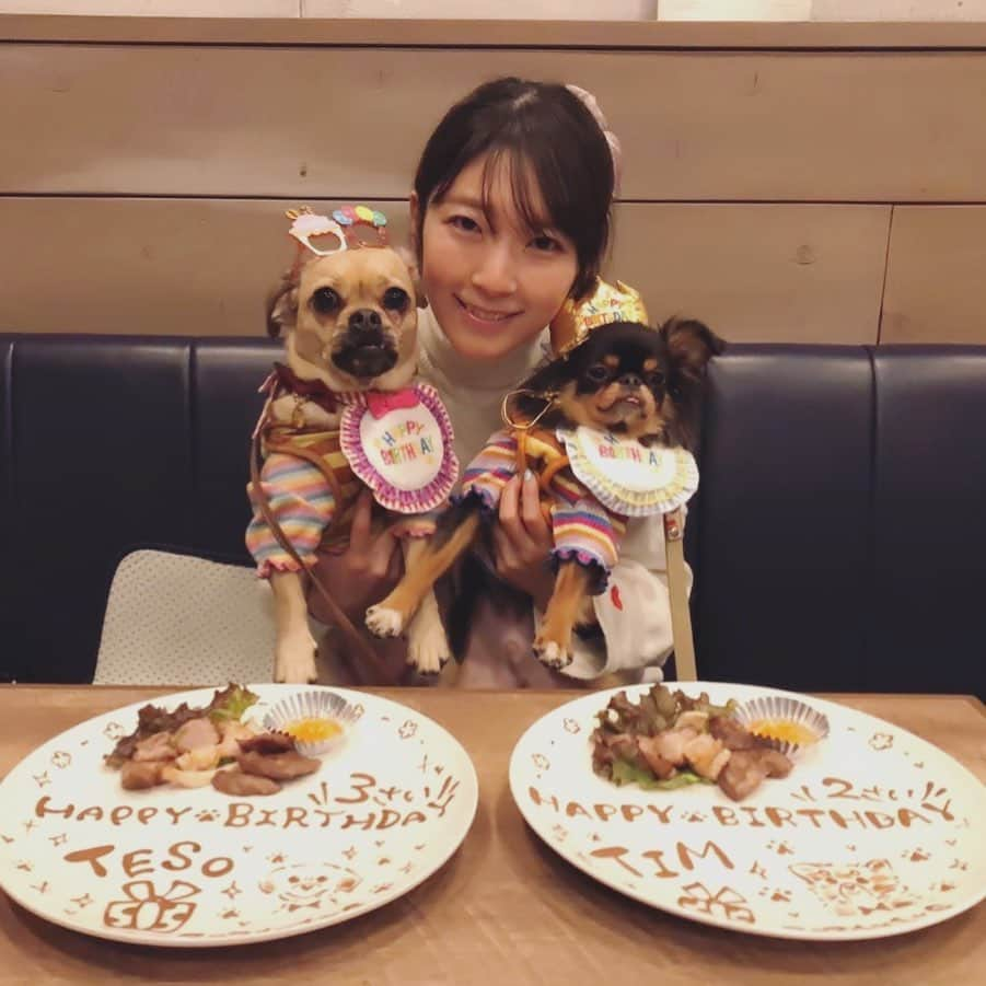 服部彩香さんのインスタグラム写真 - (服部彩香Instagram)「昨日1/6は大好きな愛犬達の誕生日🎂💓 ちょうど1年違いの仲良し兄弟🐶🎀🐶👑 これからも仲良く、長生きしてね🥰 いつも幸せをありがとう✨ .  #パグックス #パグミックス #ダックスミックス #チワワ #チワワミックス #狆 #狆ミックス #狆チワ #ミックス犬 #ミックス犬愛好会  #いぬ  #愛犬 #いぬすたぐらむ  #いぬバカ部  #いぬばか  #いぬのいる暮らし  #いぬのいる生活  #犬好きな人と繋がりたい  #犬好きさんと繋がりたい」1月7日 0時59分 - ayasyan1112