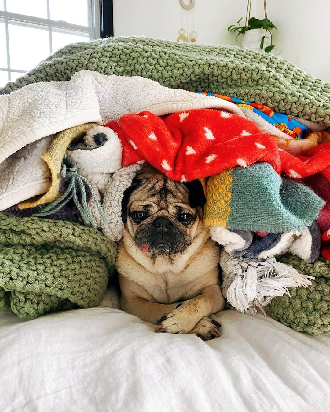 itsdougthepugさんのインスタグラム写真 - (itsdougthepugInstagram)「“Welcome to Mount Blankie” -Doug」1月7日 1時07分 - itsdougthepug