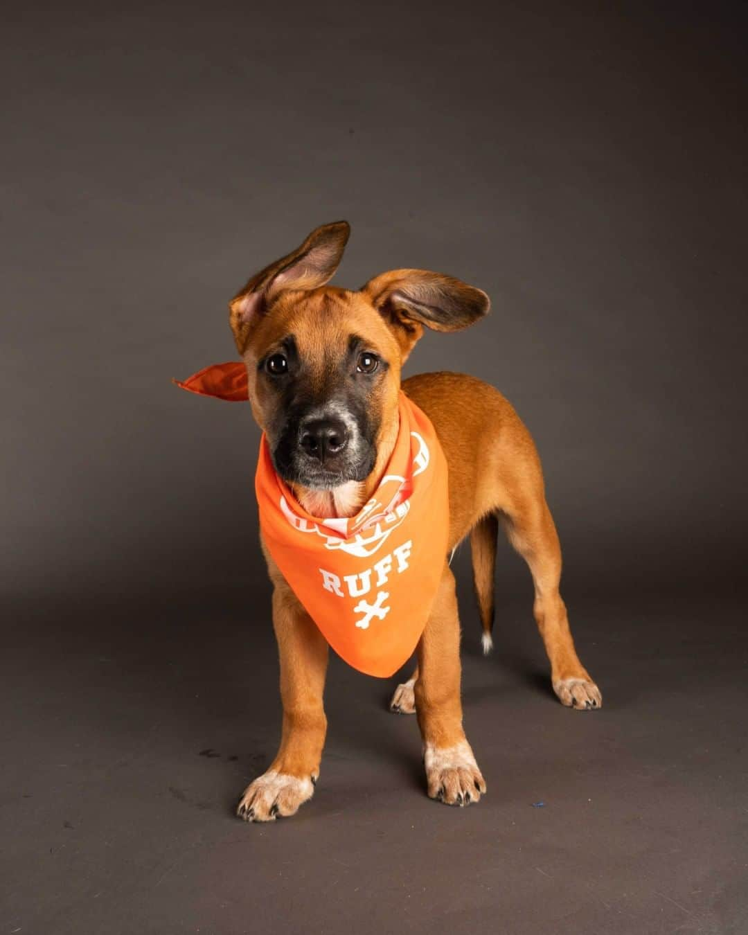 アニマルプラネットさんのインスタグラム写真 - (アニマルプラネットInstagram)「Meet some of this year’s furrrocious #PuppyBowl lineup. 🐶📸 @thedogist   🏈 Watch Sunday Feb 7 at 2P on Animal Planet and stream it live on @discoveryplus  🏈 Vote for your favorites at PuppyBowl.com  #teamruff #teamfluff #superbowlsunday #puppiesofinstagram #puppylove #cutenessoverload #adorableanimals #footballseason #adoptdontshop #rescuedismyfavoritebreed」1月7日 2時01分 - animalplanet